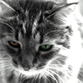 20070221015400-18.gif